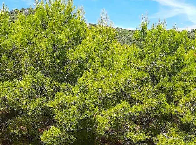 Apartmán Stokic